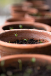 Flower pots, growing seedlings Flower pots, growing seedlings