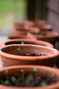 Flower pots, growing seedlings Flower pots, growing seedlings
