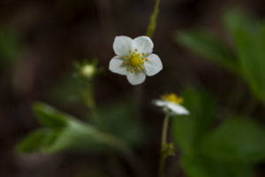 Wild Strawberry Flower, Fragaria vesca, natural background Wild Strawberry Flower, Fragaria vesca, natural background