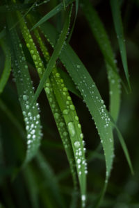 Water drops on a flower leaf, dark background Water drops on a flower leaf, dark background