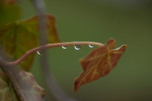 Raindrops on an ivy leaf stem Raindrops on an ivy leaf stem