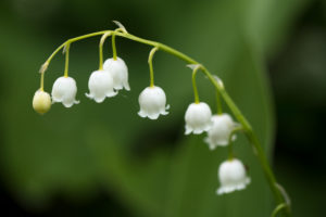 Lily of the valley, dark natural background Lily of the valley, dark natural background