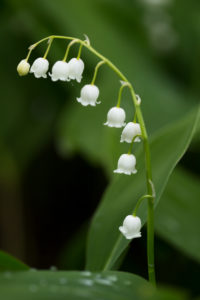 Lily of the valley, dark natural background Lily of the valley, dark natural background