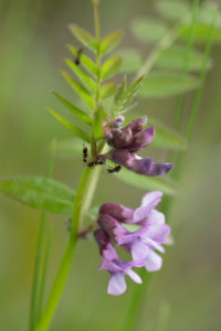 Ants on vetch close-up, natural background Ants on vetch close-up, natural background