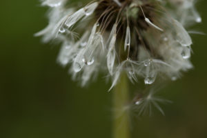 Dandelion Blowball with dewdrops, dark nature background Dandelion Blowball with dewdrops, dark nature background