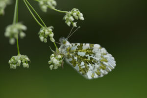 Anthocharis cardamines close-up, dark natural background Anthocharis cardamines close-up, dark natural background