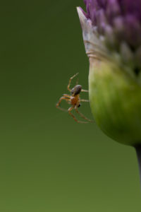 Spider with a flower bud, green natural background Spider with a flower bud, green natural background