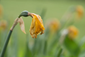 Withered daffodil, natural background Withered daffodil, natural background