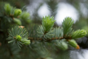Spruce Sprout close-up, bokeh background Spruce Sprout close-up, bokeh background