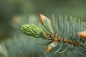 Spruce Sprout close-up, bokeh background Spruce Sprout close-up, bokeh background