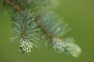 Spruce Sprout, green natural green background Spruce Sprout, green natural green background