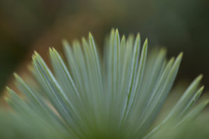 Spruce needles, natural dark background Spruce needles, natural dark background
