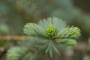 Spruce Sprout close-up, bokeh background Spruce Sprout close-up, bokeh background