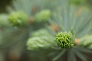 Spruce Sprout close-up, bokeh background Spruce Sprout close-up, bokeh background