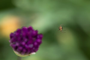 Spider hanging on its web beside flowerbud, green natural background Spider hanging on its web beside flowerbud, green natural background