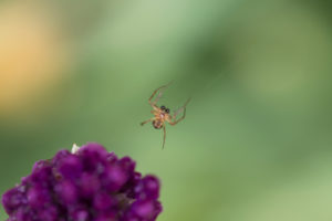 Spider hanging on its web beside flowerbud, green natural background Spider hanging on its web beside flowerbud, green natural background
