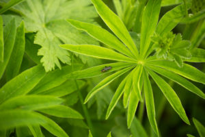 Green leaves, natural environment, summer scene Green leaves, natural environment, summer scene