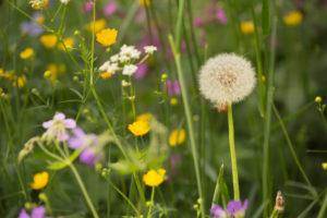 Blow Ball, Dandelion, Summer meadow Blow Ball, Dandelion, Summer meadow