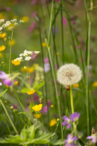 Blow Ball, Dandelion, Summer meadow Blow Ball, Dandelion, Summer meadow