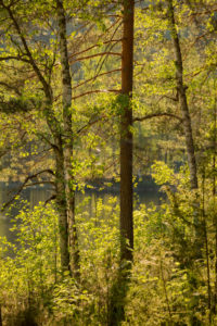 Tree Landscape, Summer Scenery, Finland Tree Landscape, Summer Scenery, Finland
