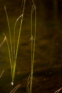 Spider on reed, lake shore, natural environment Spider on reed, lake shore, natural environment