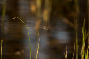 Spider hangs between the reeds by the lake shore, Finland Spider hangs between the reeds by the lake shore, Finland