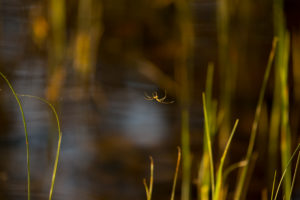 Spider hangs between the reeds Spider hangs between the reeds