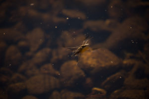 Water stider, Gerridae, walking on water Water stider, Gerridae, walking on water