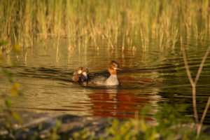 Mergus merganser, mother bird with chicks, Finland Mergus merganser, mother bird with chicks, Finland