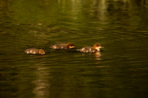 Mergus merganser chicks swimming, Finland Mergus merganser chicks swimming, Finland