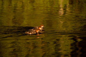 Mergus merganser chicks swimming together, Finland Mergus merganser chicks swimming together, Finland