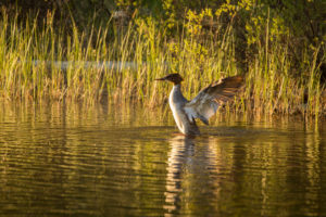 Mergus merganser spread it wings by the lake, summer evening, Finland Mergus merganser spread it wings by the lake, summer evening, Finland