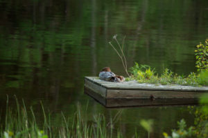 Sleeping birds, Mergus mergansers, summer night, Finland Sleeping birds, Mergus mergansers, summer night, Finland