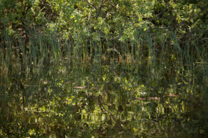 Reflection of green different plants on the lake surface, Finland Reflection of green different plants on the lake surface, Finland