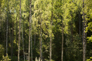 Birch trees against the dark forest, summer scenery, Finland Birch trees against the dark forest, summer scenery, Finland