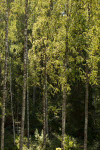 Birch trees against the dark forest, summer scenery Birch trees against the dark forest, summer scenery