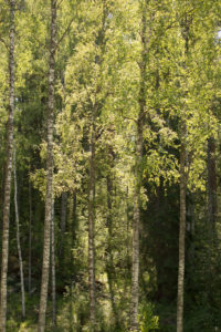 Birch trees landscape, summer scenery, Finland Birch trees landscape, summer scenery, Finland
