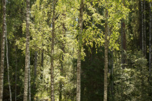 Birch trees against the dark forest, light and shadows, summer scenery Birch trees against the dark forest, light and shadows, summer scenery