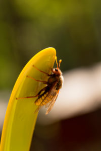 Cimbex luteus, Willow Sawfly Cimbex luteus, Willow Sawfly