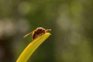 Cimbex luteus, Willow Sawfly Cimbex luteus, Willow Sawfly
