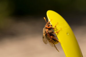 Cimbex luteus, Willow Sawfly Cimbex luteus, Willow Sawfly
