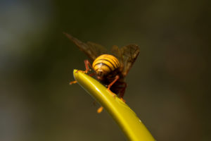 Cimbex luteus, Willow Sawfly Cimbex luteus, Willow Sawfly