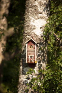 Great tit, chick, birdhouse, birch, Finland Great tit, chick, birdhouse, birch, Finland