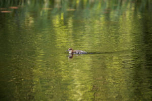 Mergus Merganser, chick, swimming, lake, Finland Mergus Merganser, chick, swimming, lake, Finland