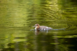 Mergus Merganser, chick, swimming, lake, Finland Mergus Merganser, chick, swimming, lake, Finland