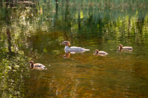Mergus Merganser, adult female, chicks, swimming, lake, Finland Mergus Merganser, adult female, chicks, swimming, lake, Finland