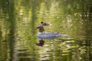 Mergus Merganser, adult female, chick, swimming, lake, Finland Mergus Merganser, adult female, chick, swimming, lake, Finland