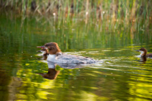 Mergus Merganser, adult female, chicks, swimming, lake, Finland Mergus Merganser, adult female, chicks, swimming, lake, Finland