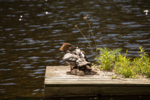 Mergus Merganser, chicks, resting, lake, Finland Mergus Merganser, chicks, resting, lake, Finland