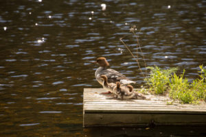 Mergus Merganser, adult female, chicks, resting, lake, Finland Mergus Merganser, adult female, chicks, resting, lake, Finland